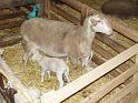 agneau 2006 0004
